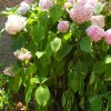 Wilted shrub.