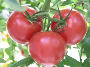 Cover photo for What Are the Best Tomato Varieties?