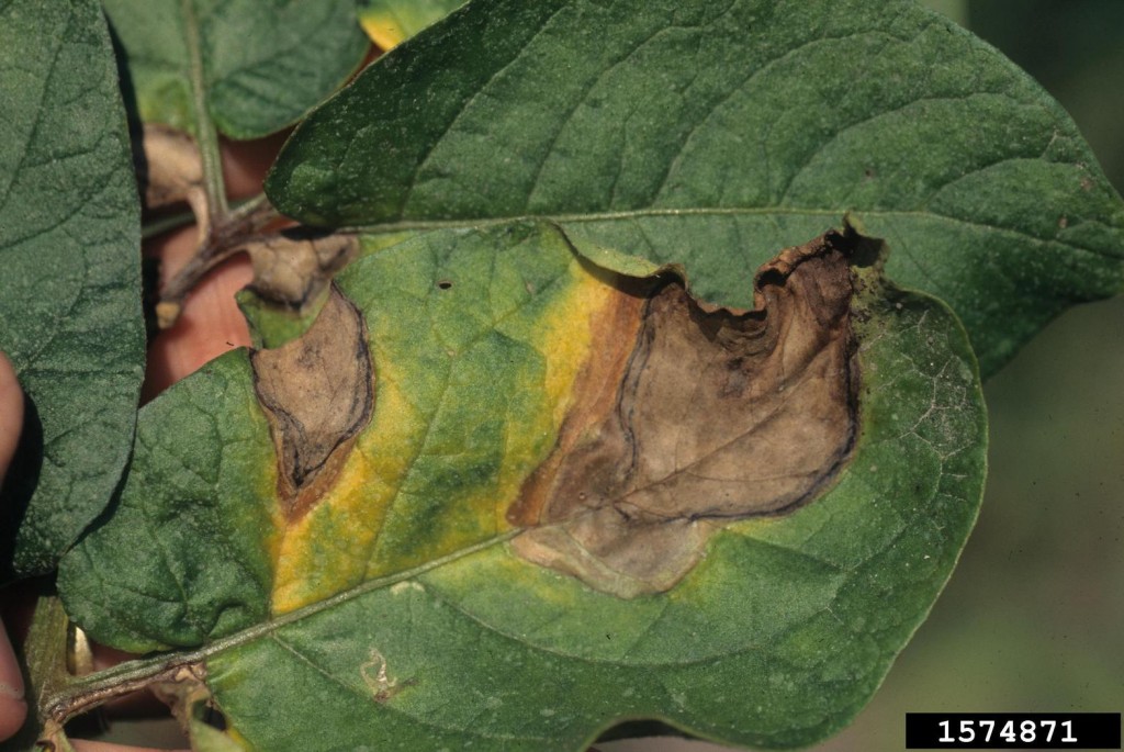 leaf blight of potato