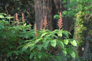 Cover photo for Trees, Shrubs, and Conifers: Identification and Use - NC State & Longwood Team Up to Offer Non-Credit Online Course