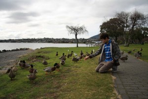 A person feeding Wild Ducks