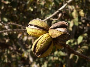 Pecans