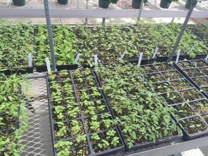 Cover photo for NC State Hort. Dept. Student Plant Sale 4/9 & 4/10/2016