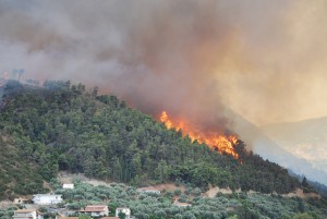 Cover photo for Creating a Defensible Space to Protect Your Home From Wildfire