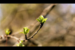 buds on a stem