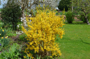 forsythia