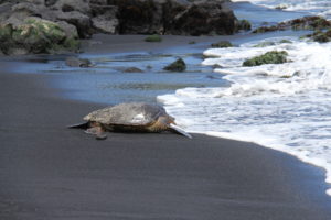 tortoise on coastline
