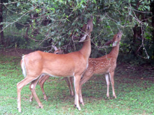 Deer grazing on shrubs