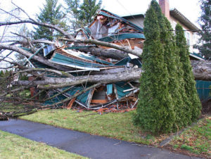 house destruction from fallen tree