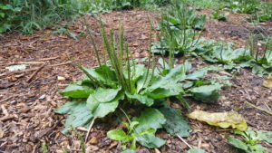 weeds