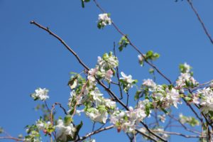 Cover photo for Why Are Plants Blooming Now, After the Storm?