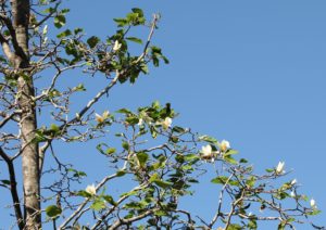Image of a tree