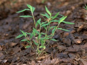 Cover photo for Alternatives to Glyphosate for Weed Control