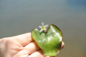 Crested Floating Heart