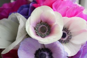 Anemones