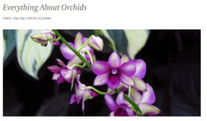 Everything About Orchids cover photo