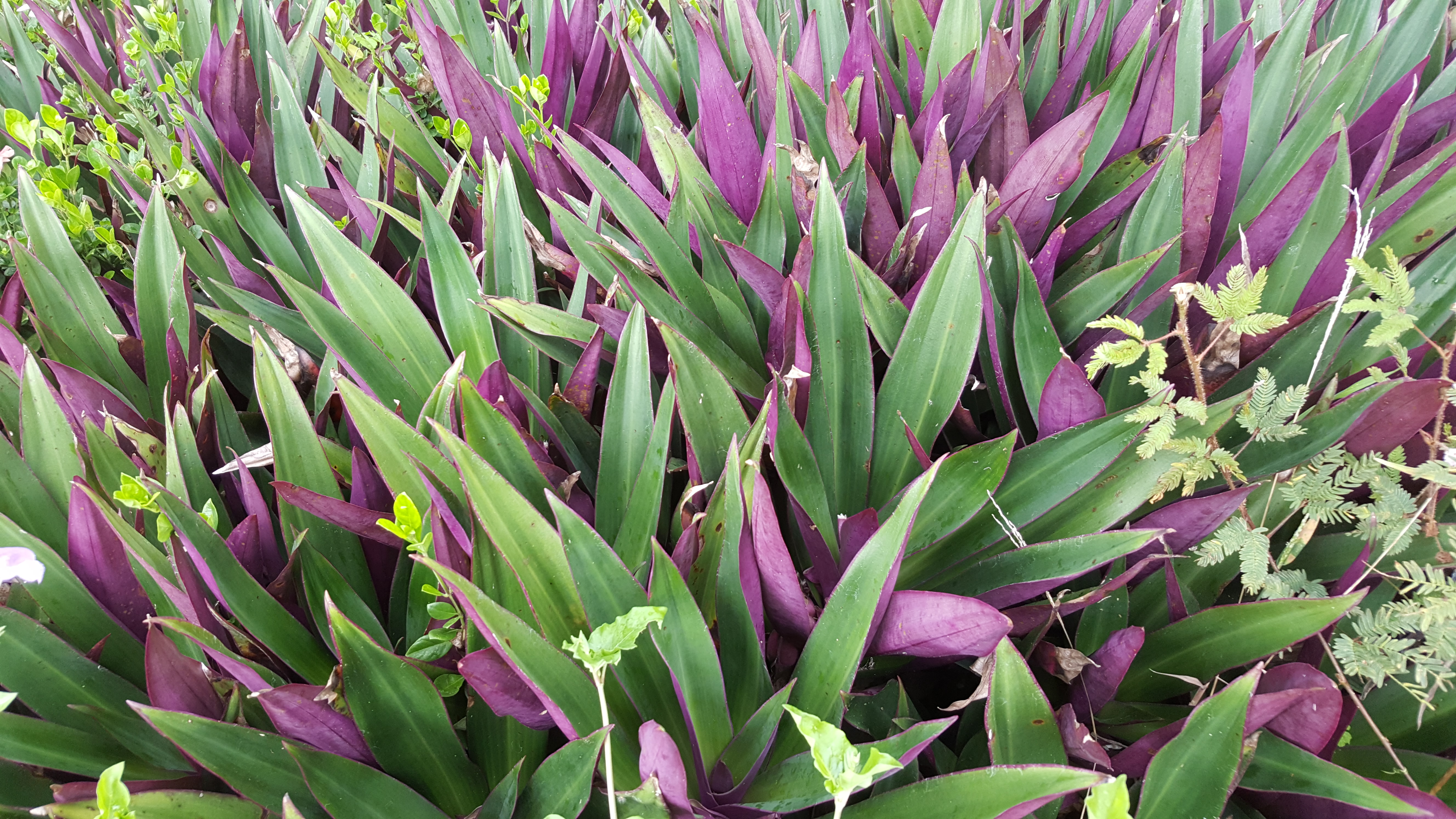 Purple and green foliage in Hawaii