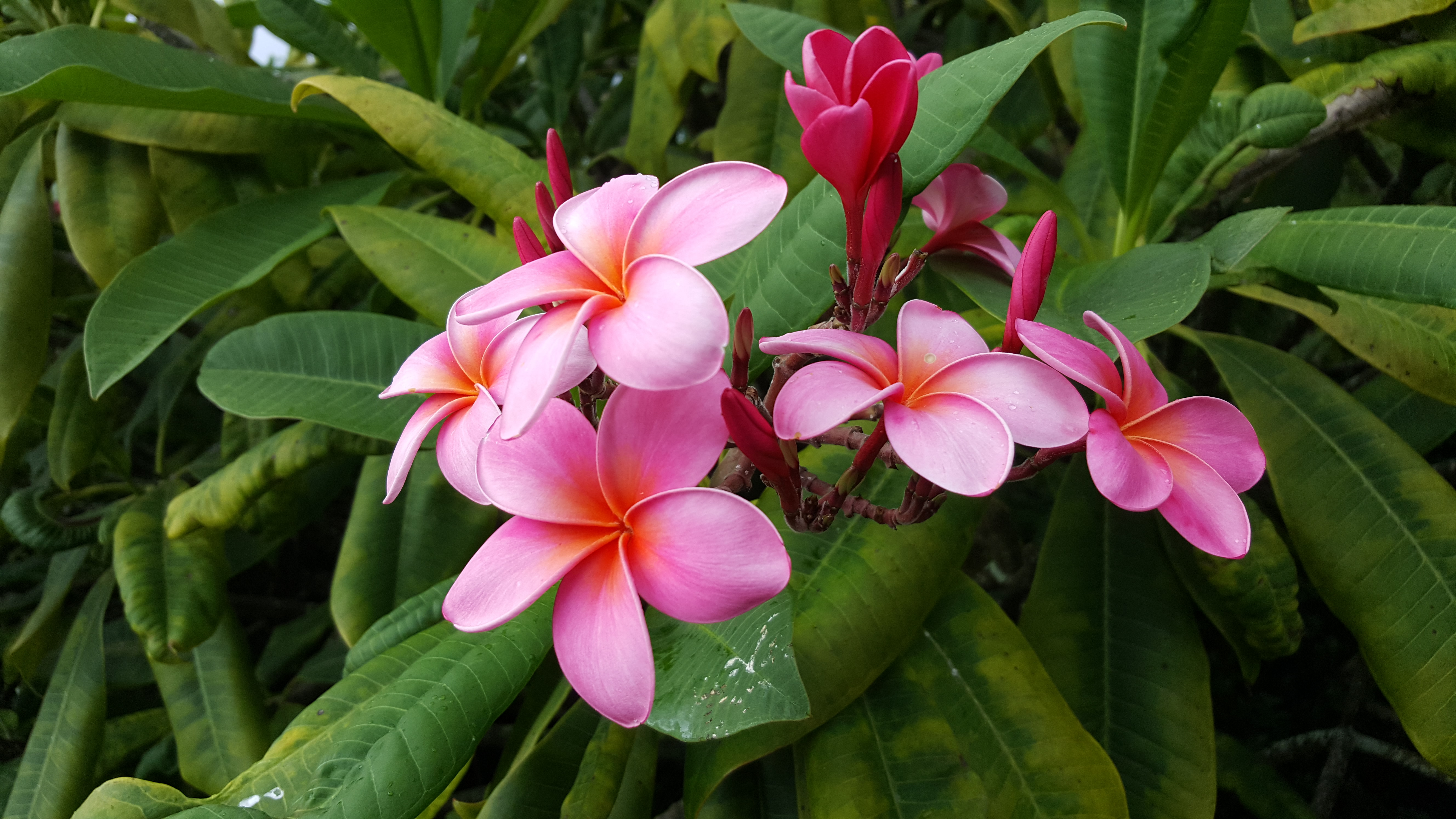 frangipani flower