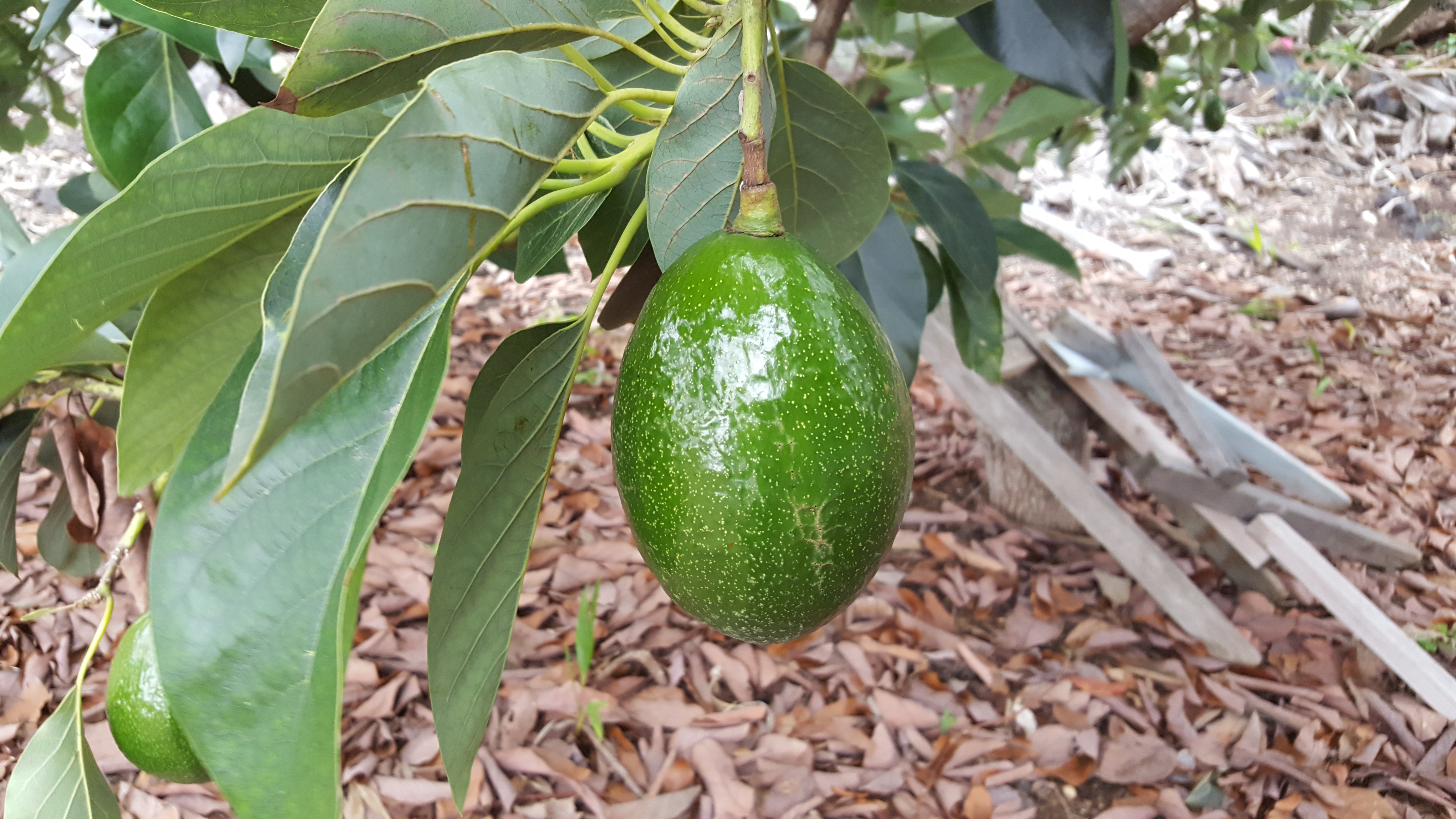 Avocado