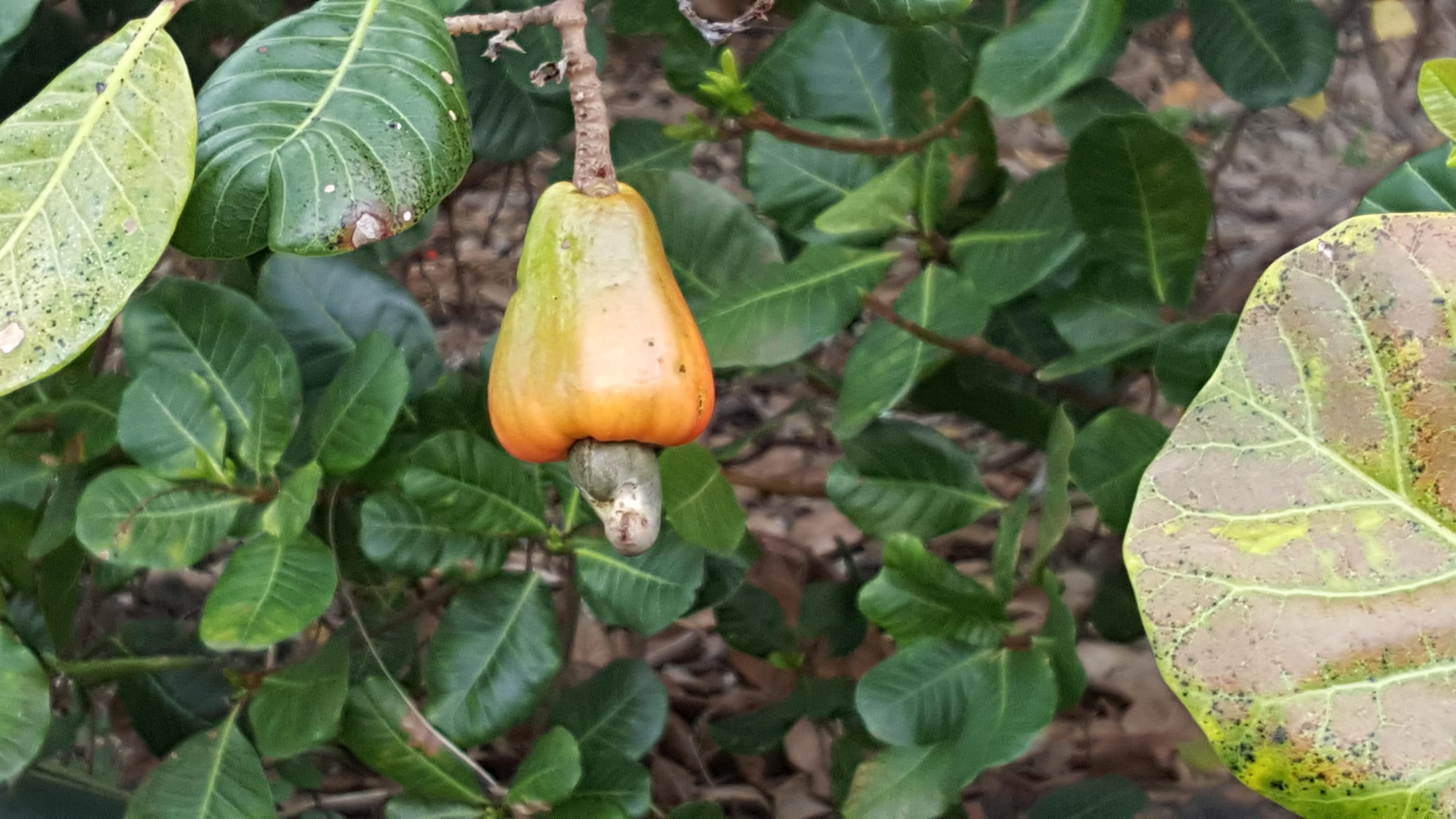 Cashew
