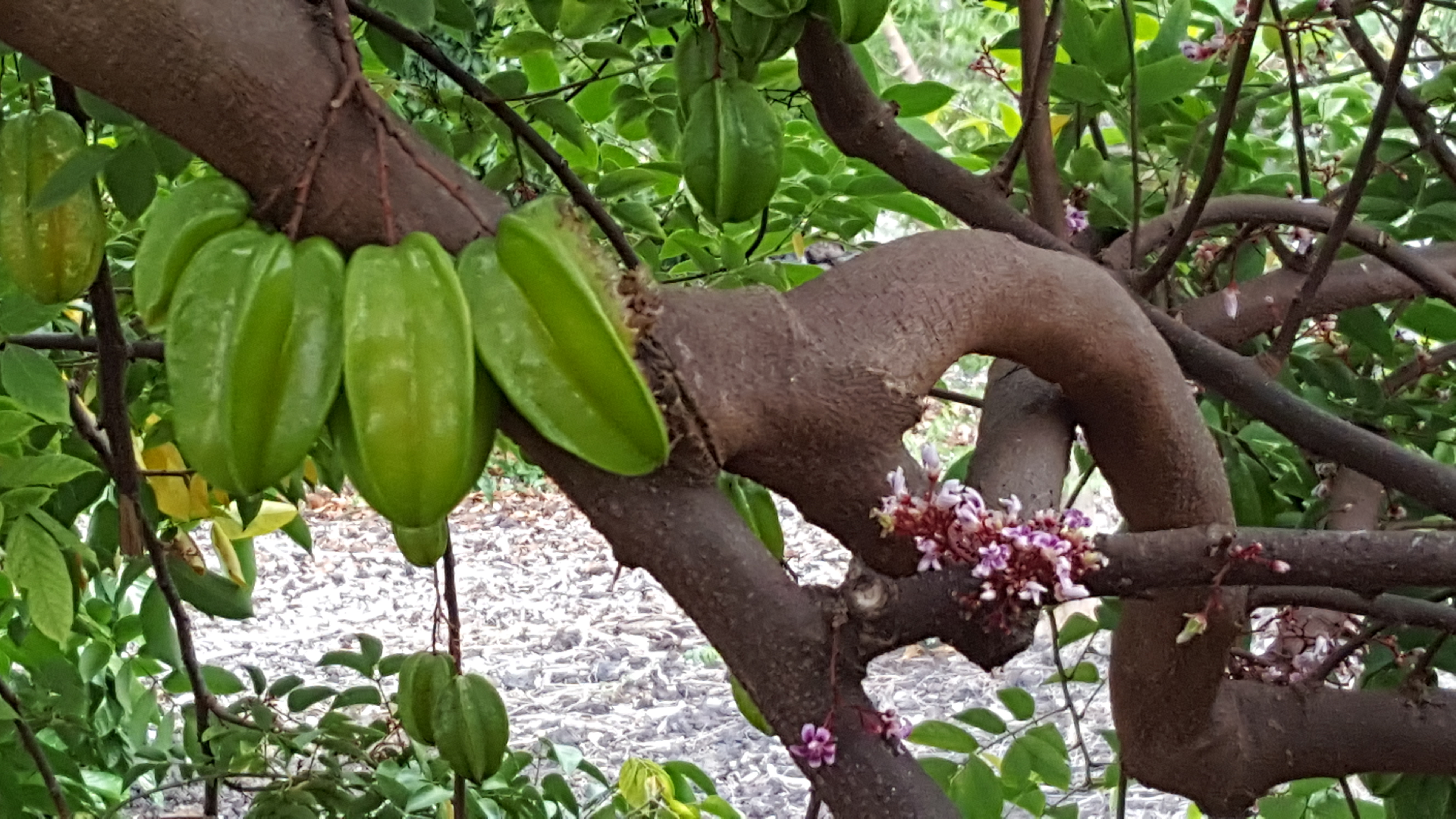 Star Fruit