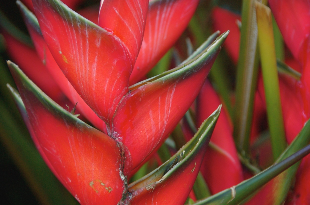 Image of heliconia rostrata