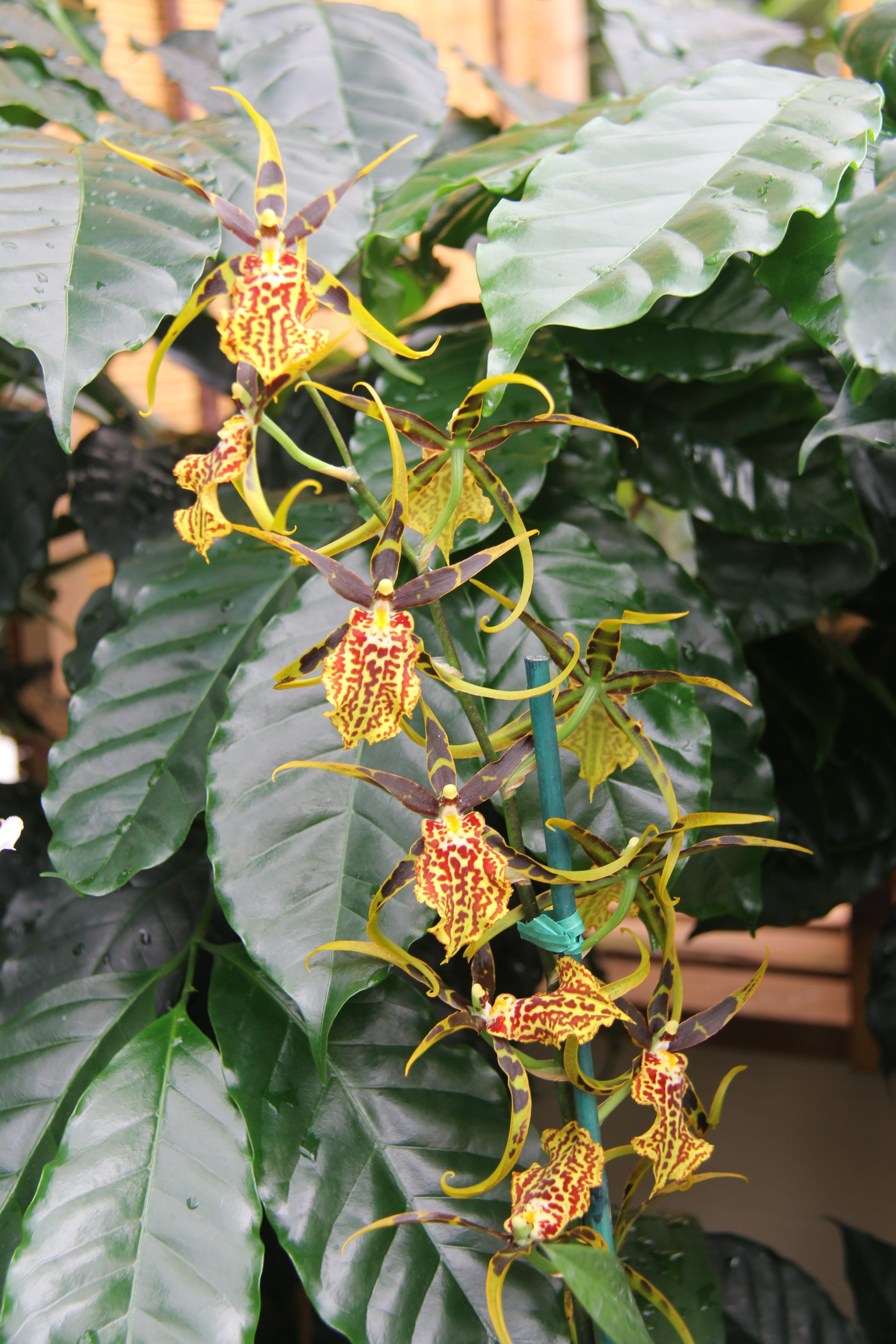 orchid