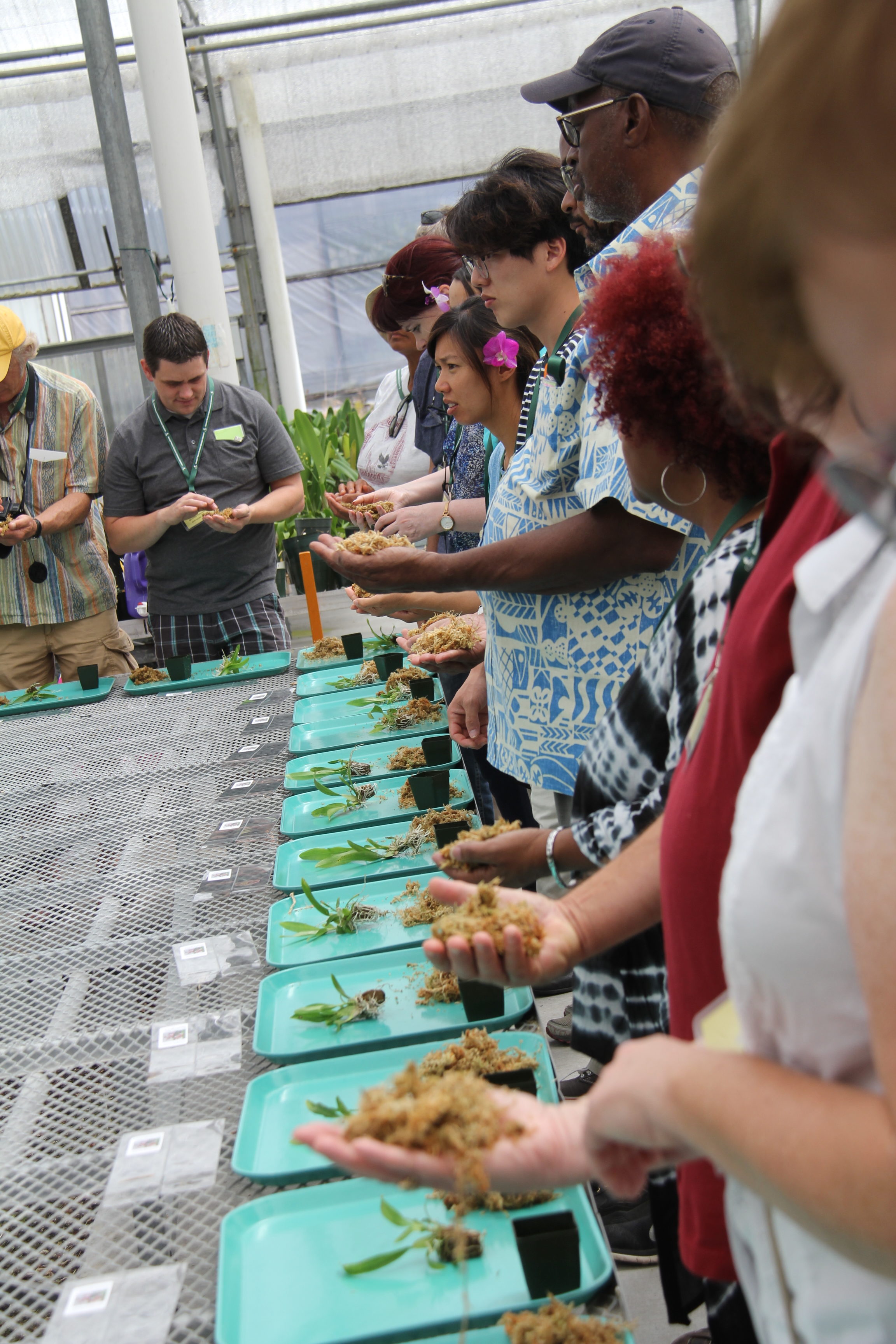 potting orchids