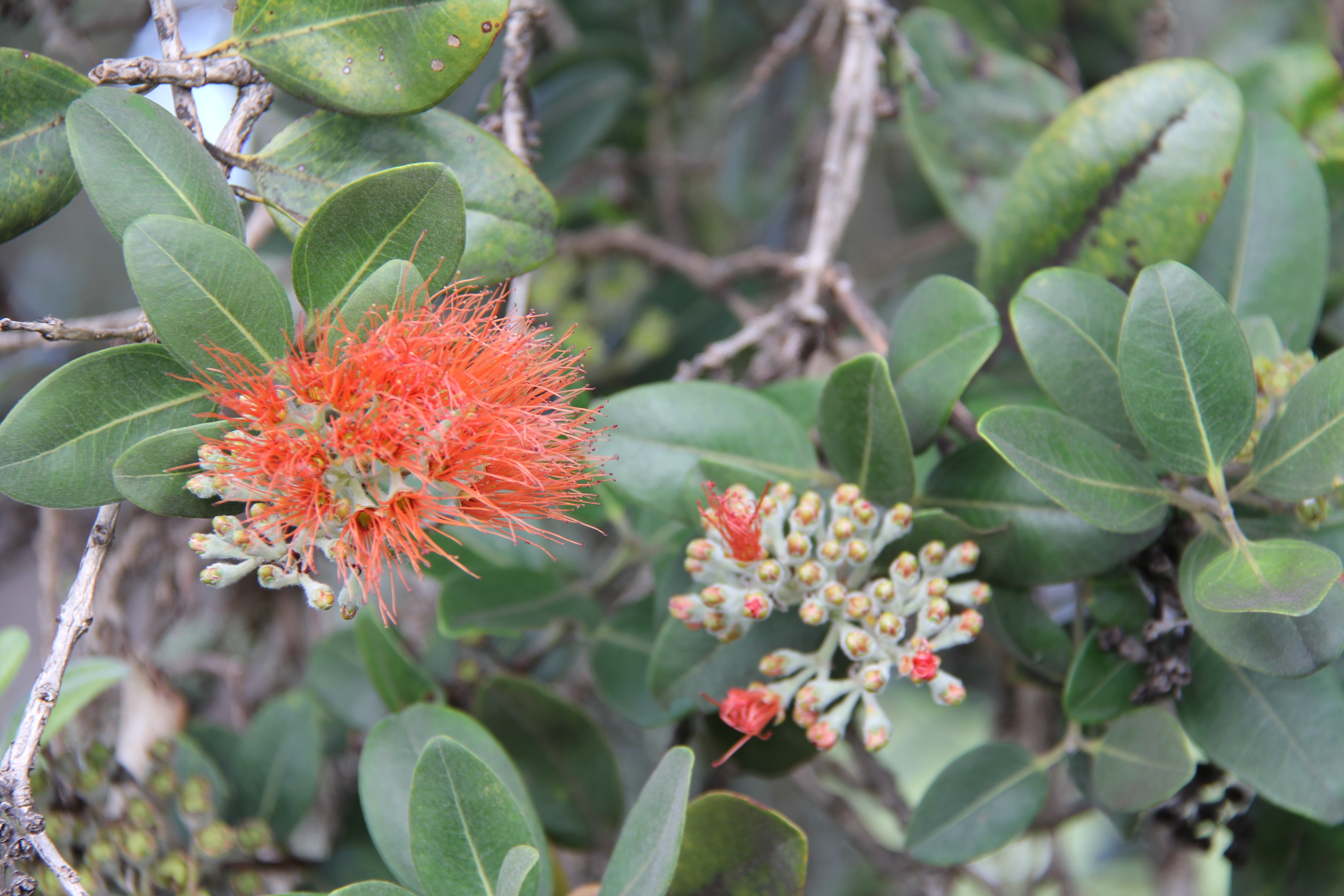 tree Hawaii
