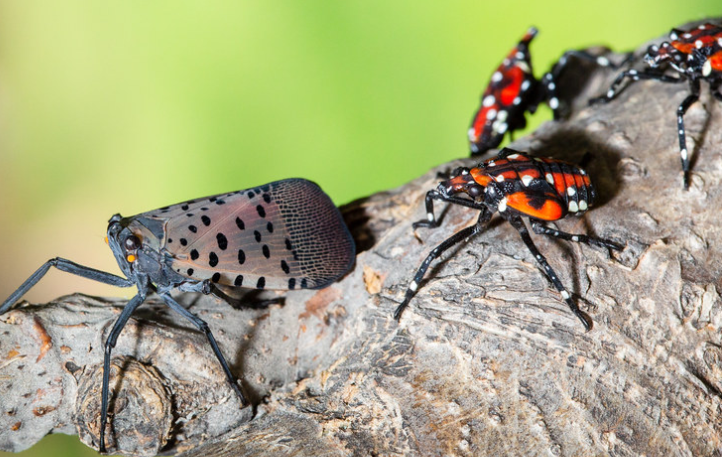 Spotted lanterfly adult insect and fourth instar nymphs.