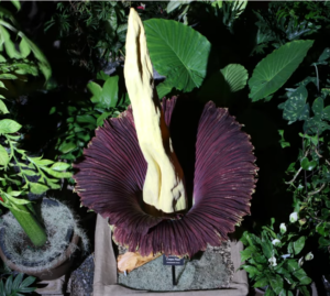 Corpse Flower