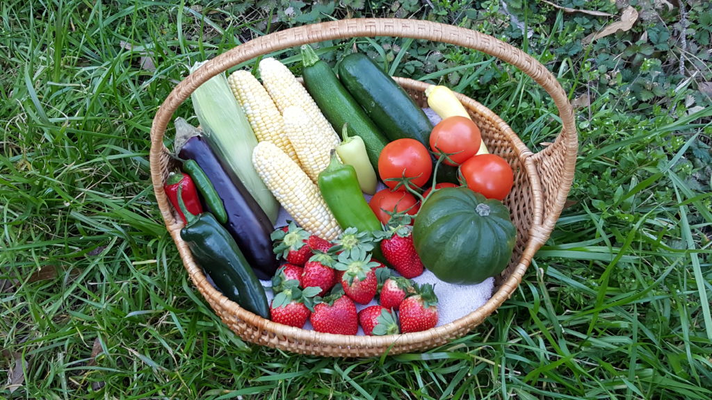 Vegetable Gardening 101 Nc State Extension