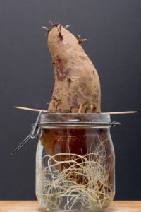 Cover photo for Radical Roots: Sweetpotatoes