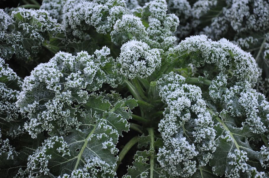 Frost on Kale