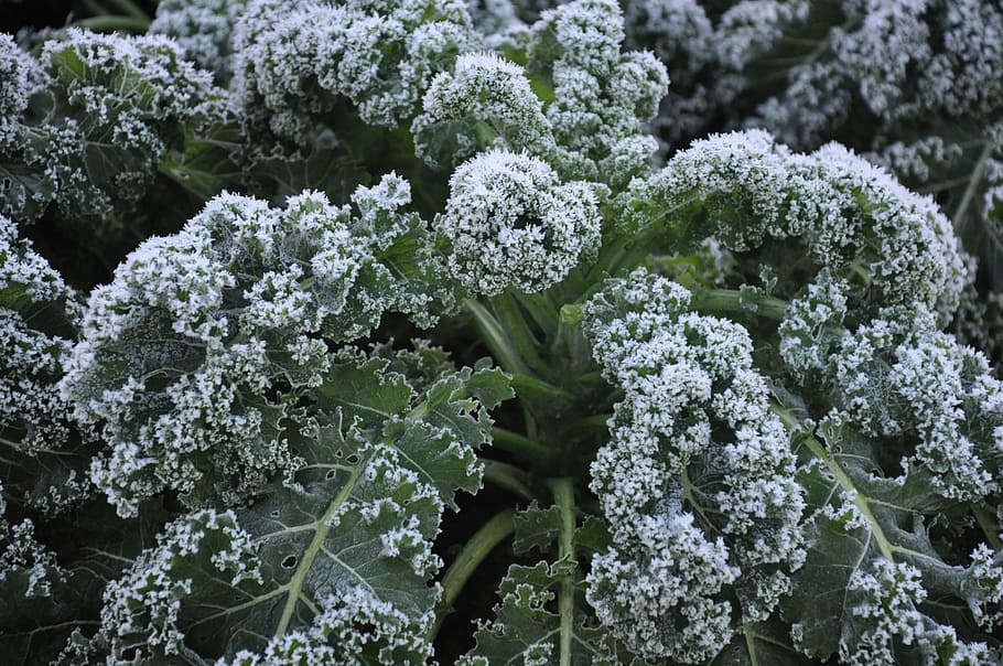 How frost can make your veg even tastier, Gardening advice