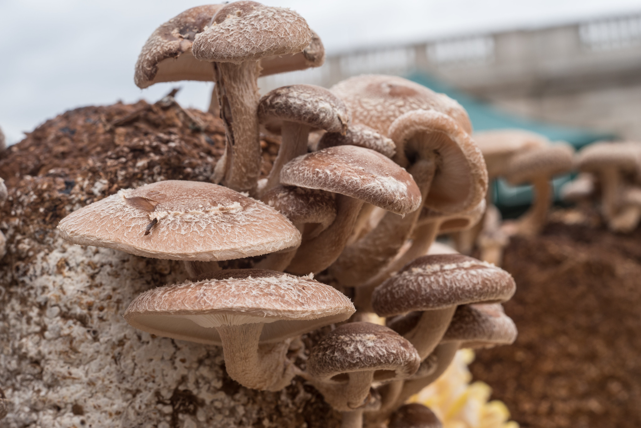 Mushroom Farming Resources