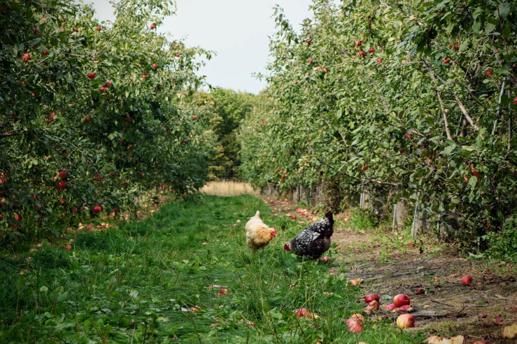 Chickens in an orchard