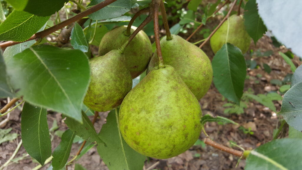 Learn to Grow a Food Forest in Your Backyard!! | NC State Extension