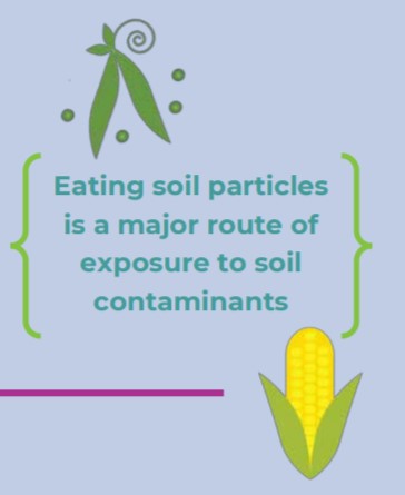 Eating soil particles is a major route of exposure to soil contaminants