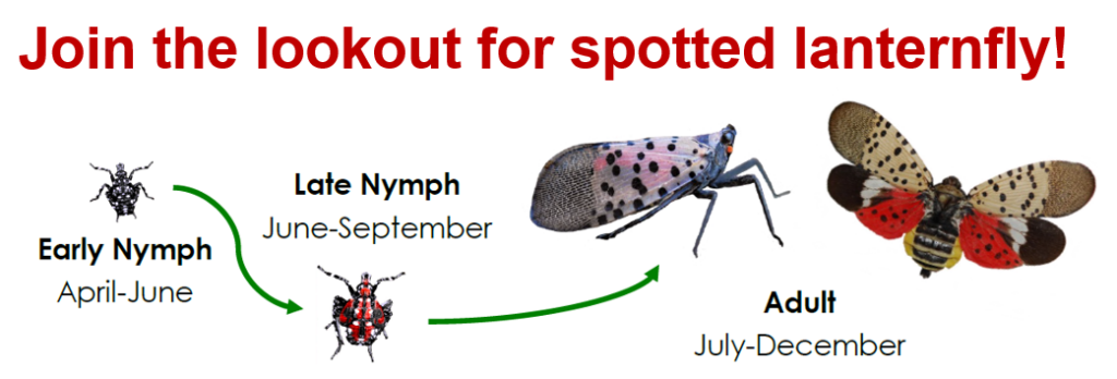 join the lookout for spotted lanternfly