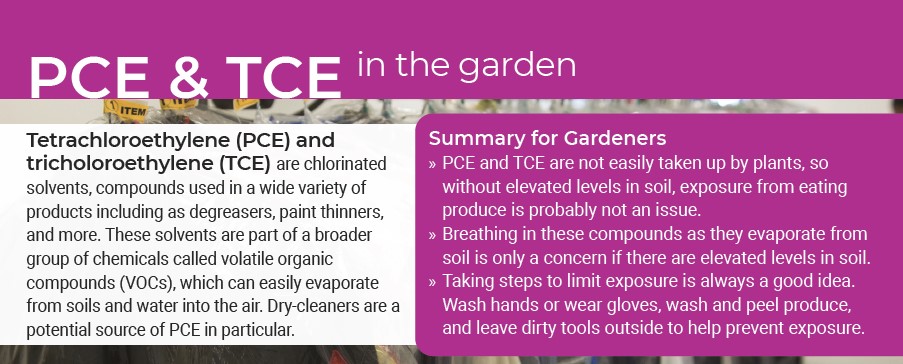 PCE & TCE in the garden - Tetrachloroethylene (PCE) and tricholoroethylene (TCE) are chlorinated solvents, compounds used in a wide variety of products including as degreasers, paint thinners, and more. These solvents are part of a broader group of chemicals called volatile organic compounds (VOCs), which can easily evaporate from soils and water into the air. Dry-cleaners are a potential source of PCE in particular. - Summary for Gardeners » PCE and TCE are not easily taken up by plants, so without elevated levels in soil, exposure from eating produce is probably not an issue. » Breathing in these compounds as they evaporate from soil is only a concern if there are elevated levels in soil. » Taking steps to limit exposure is always a good idea. Wash hands or wear gloves, wash and peel produce, and leave dirty tools outside to help prevent exposure.