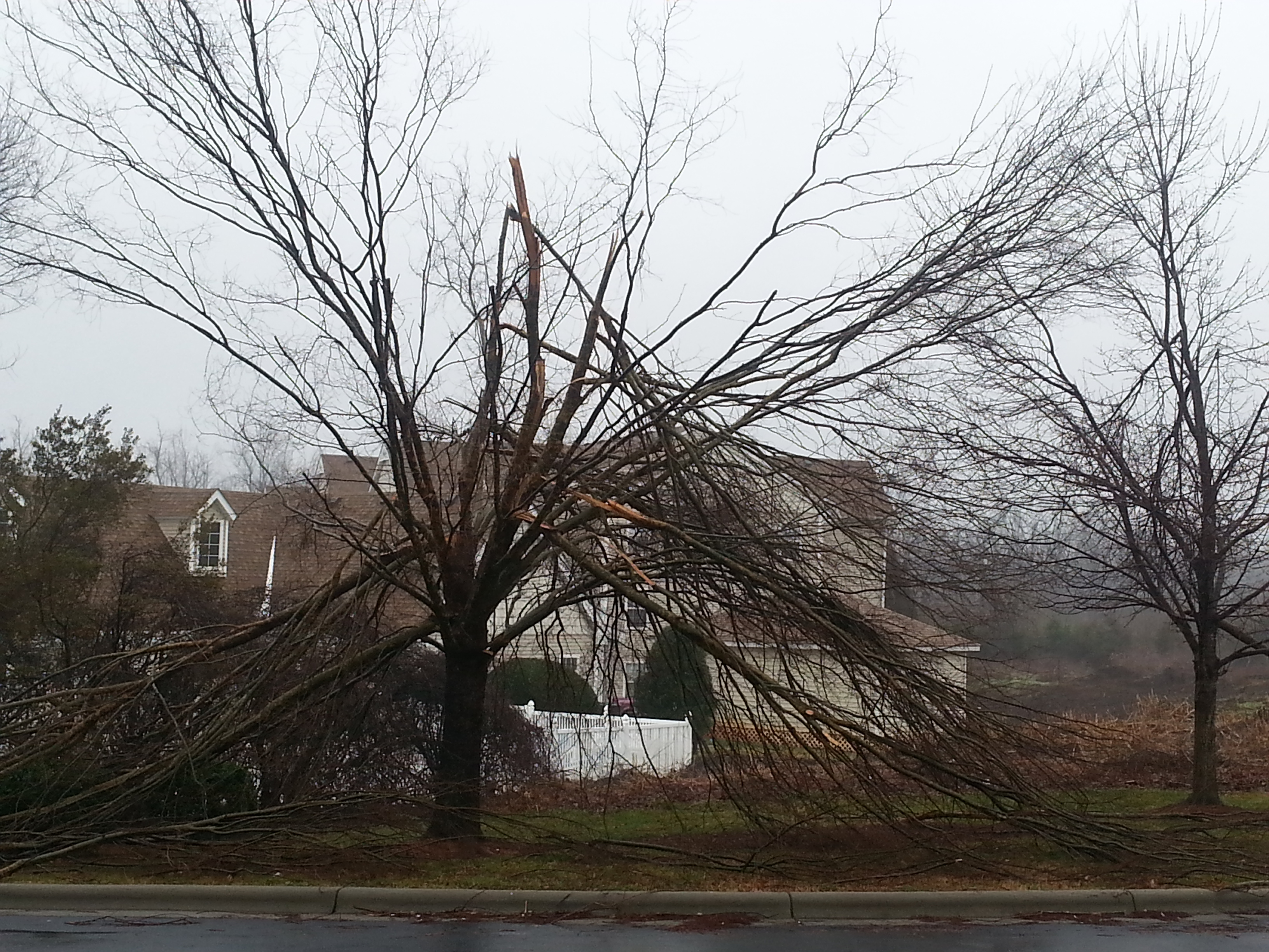 storm damaged tree