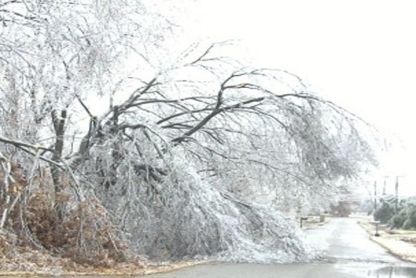 Limb fell on car