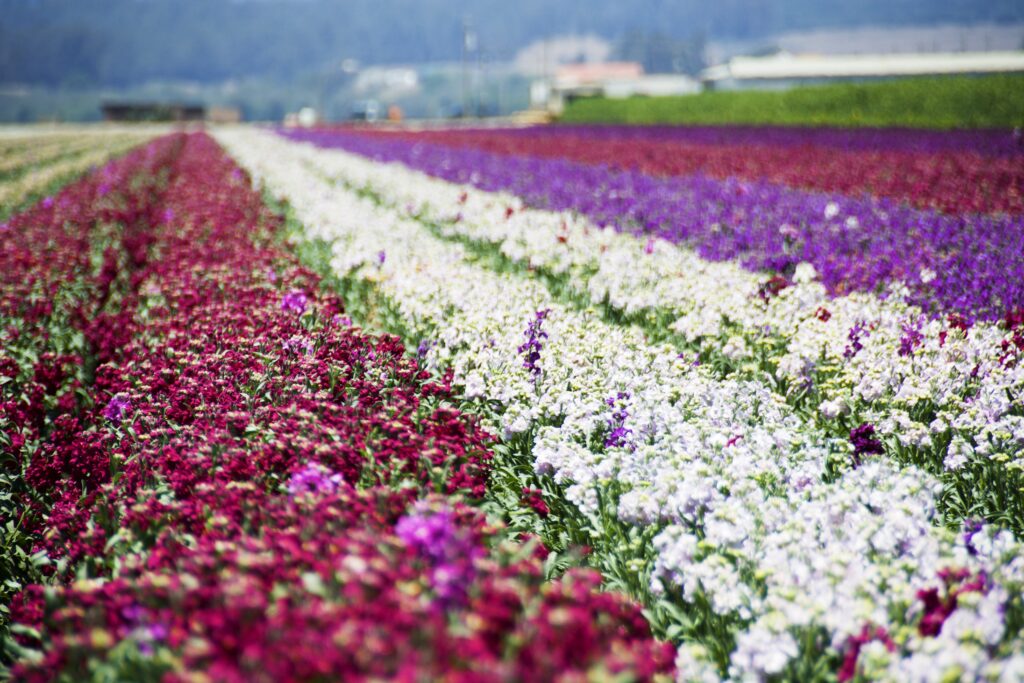 Rows of red, white and purple flowers growing in a field.
