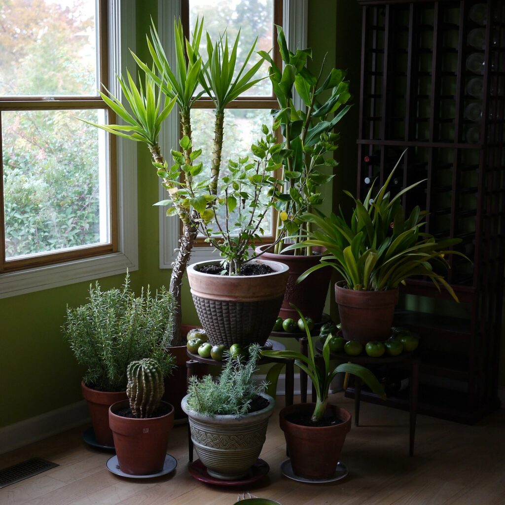 indoor houseplants