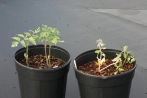 Two pots with seedlings, one pot seedlings are damaged by herbicide residue