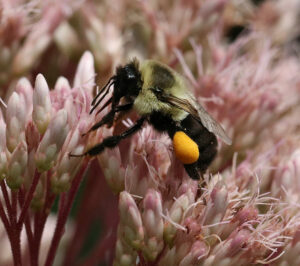 bumble bee on pink flower