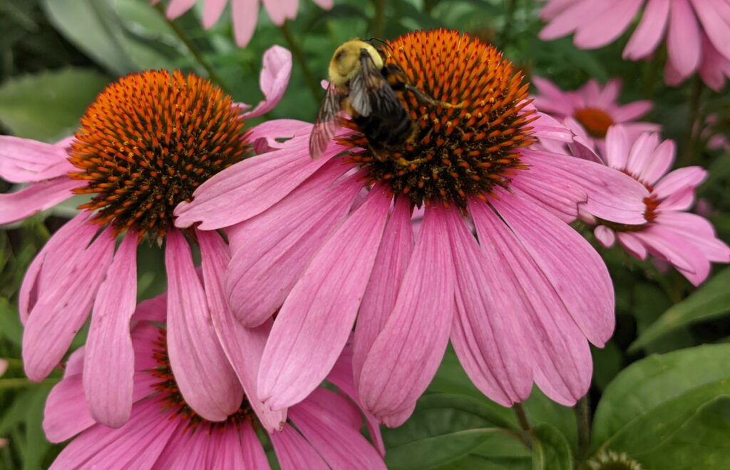 Gardening | NC State Extension