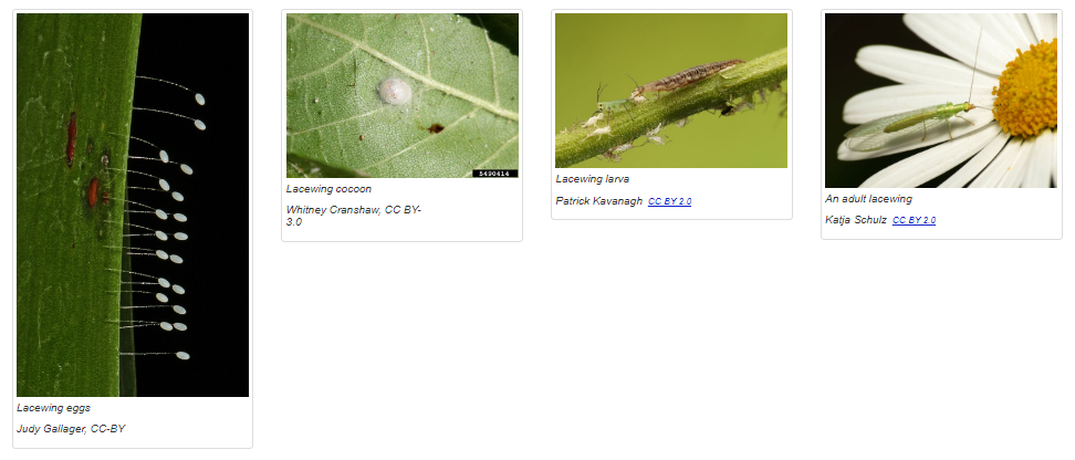 Lacewing stages- eggs, cocoon, larva, lacewing 