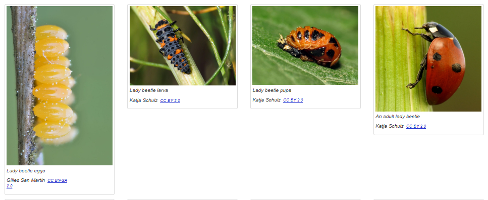 Life stages of Ladybeetles- eggs, larva, pupa, and adult